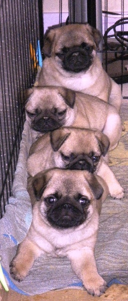 2011: portée de Boudha, les chiots ont 2 mois