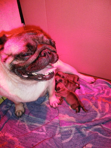 12/11/2012: Les chiots de Boudha sont nés!!