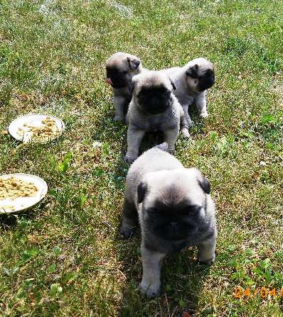 2011: portée de Boudha, les chiots ont 1 mois