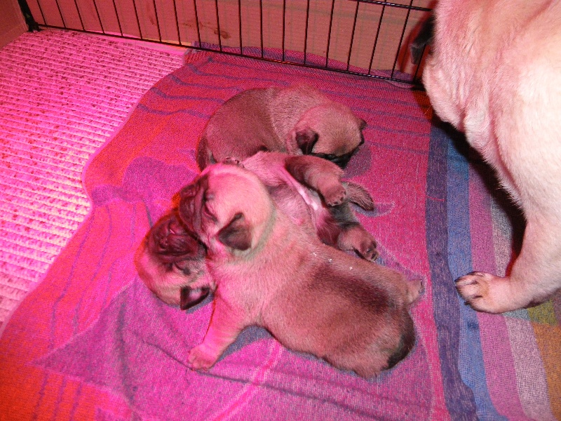 Portée du 12/11/2012: les chiots ont 1 mois