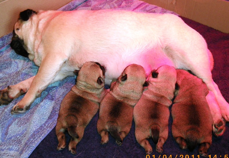 2011: Portée de Boudha quelques jours/semaines après la naissance