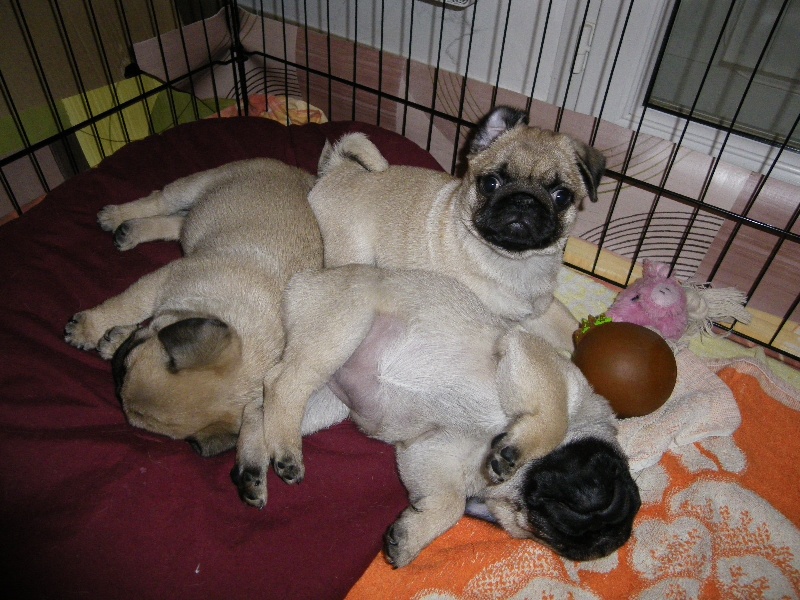 Portée du 12/11/2012: les chiots ont 2 mois