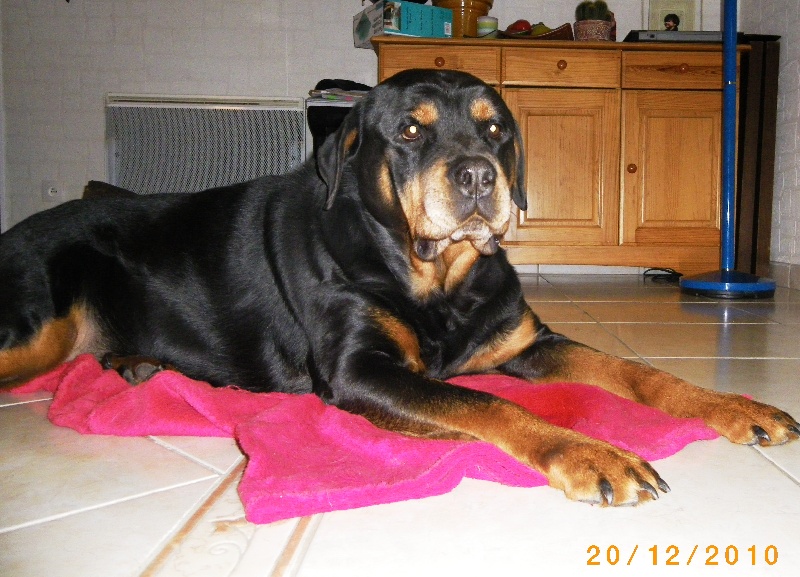 Les membres d'URBAN DOG