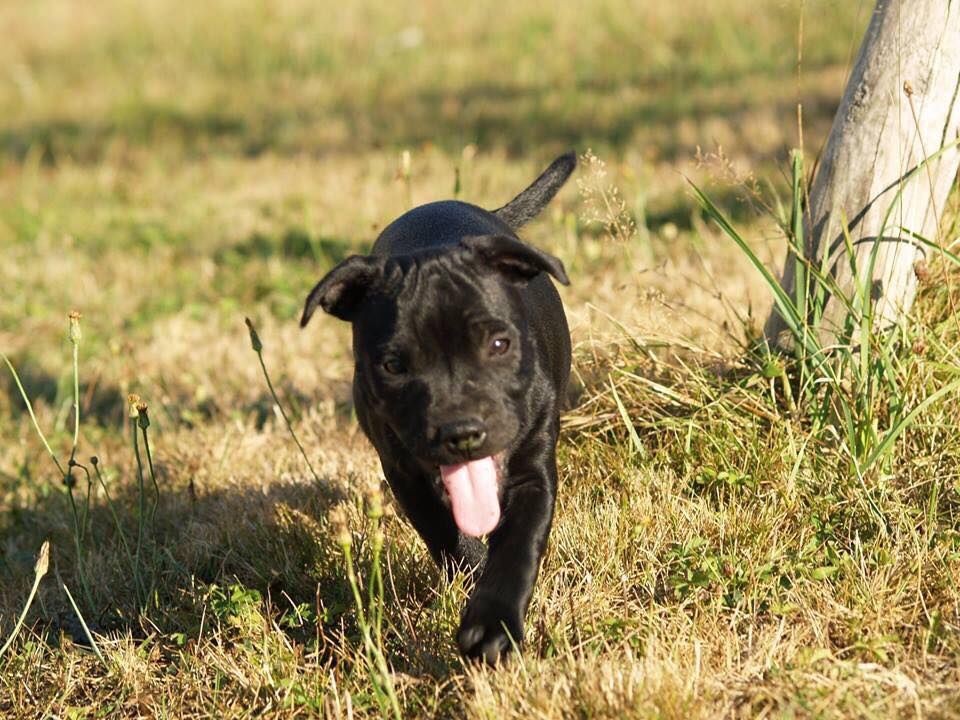 Urban Dog - Chiots disponibles - Staffordshire Bull Terrier